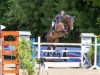 jumper Pokerface 40 (Hanoverian, 2007, from Perpignon)