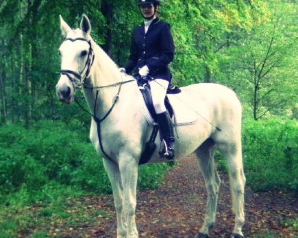 horse Petite Fleur (Oldenburg show jumper, 1993, from Pablo)