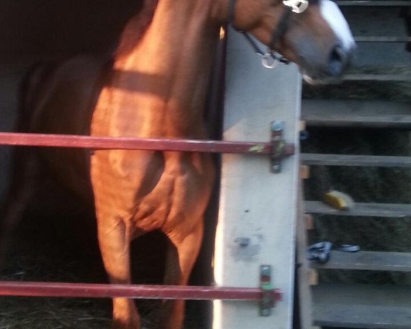 stallion Uno Baloubet K (KWPN (Royal Dutch Sporthorse), 2001, from Baloubet du Rouet)