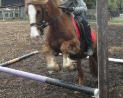 Pferd Lagona Taifun (Welsh-Cob (Sek. C), 2008, von Bimberg- Boyo)