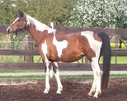 Pferd Nele (Pinto/Hunter, 1997, von Naturell H)