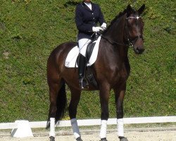 Dressurpferd Great Zion (KWPN (Niederländisches Warmblut), 2004, von Gribaldi)