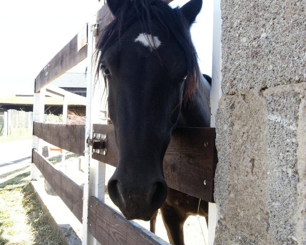 Zuchtstute Lagona Vicky (Welsh-Cob (Sek. C), 2010, von Abercippyn Owen)