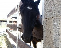 Pferd Lagona Vicky (Welsh-Cob (Sek. C), 2010, von Abercippyn Owen)