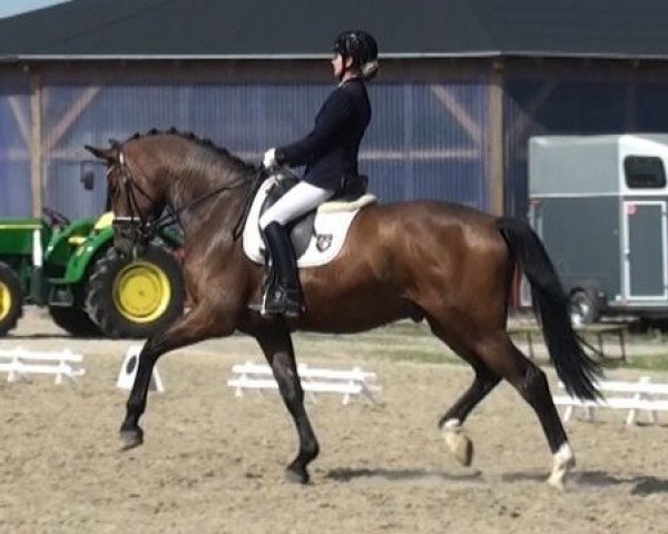 dressage horse Lord of Leveld (Westphalian, 2008, from Laurentianer)