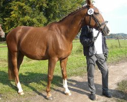 broodmare Megaline (KWPN (Royal Dutch Sporthorse), 1994, from Epilot)