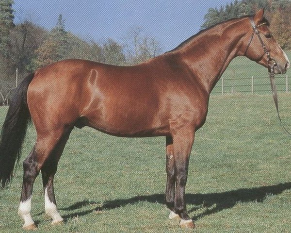 stallion Accatone (Württemberger, 1985, from Adriano)