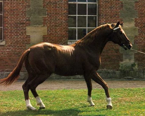 stallion Garitchou AA (Anglo-Arabs, 1972, from Nikou AA)
