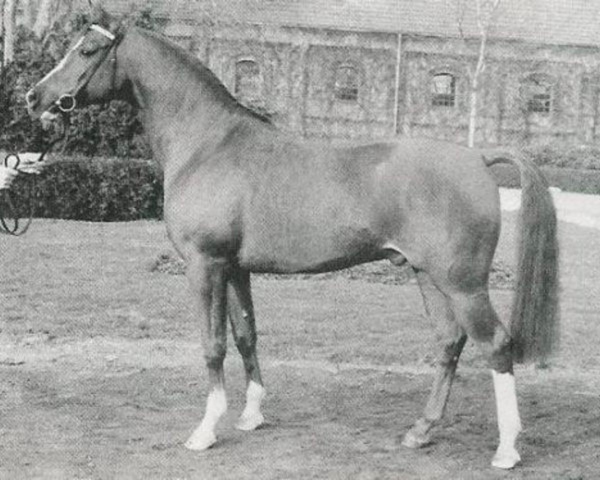 stallion Dschinn ox (Arabian purebred, 1969, from Nabuch 1964 ox)