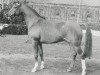 Pferd Dschinn ox (Vollblutaraber, 1969, von Nabuch 1964 ox)