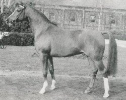 stallion Dschinn ox (Arabian thoroughbred, 1969, from Nabuch 1964 ox)