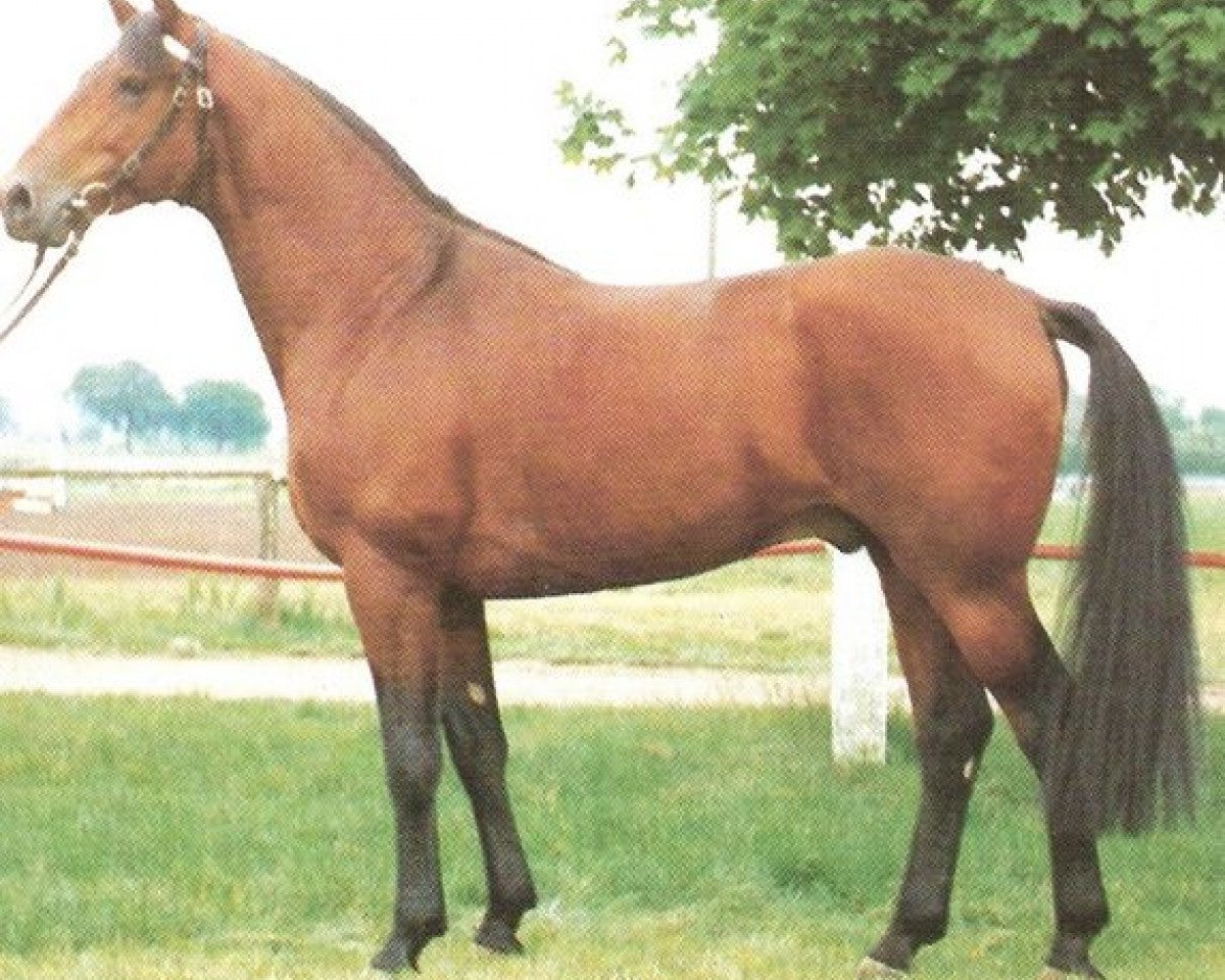 Deckhengst Prunk (Württemberger, 1976, von Pregel)