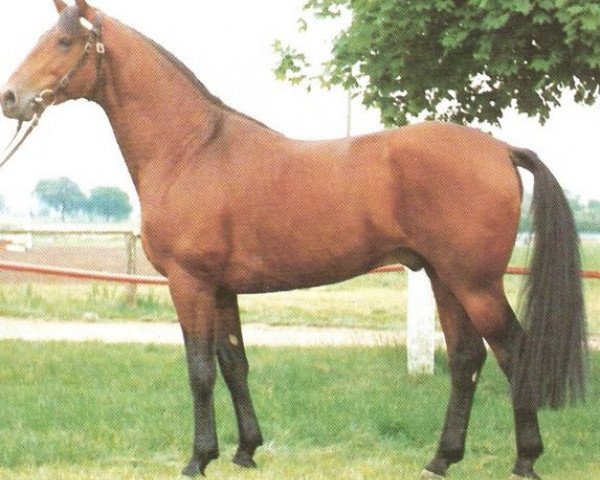 stallion Prunk (Württemberger, 1976, from Pregel)