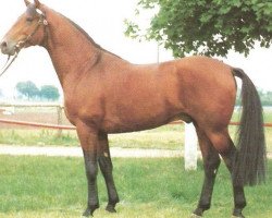 stallion Prunk (Württemberger, 1976, from Pregel)