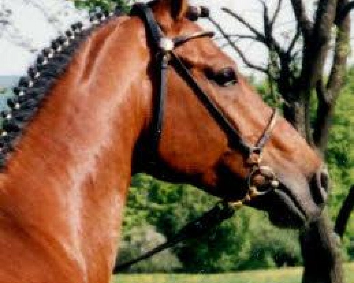 stallion Digger (German Riding Pony, 1985, from Dijon)