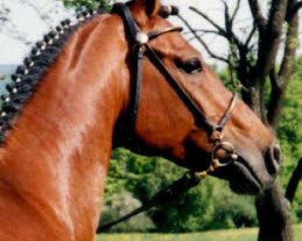 stallion Digger (German Riding Pony, 1985, from Dijon)