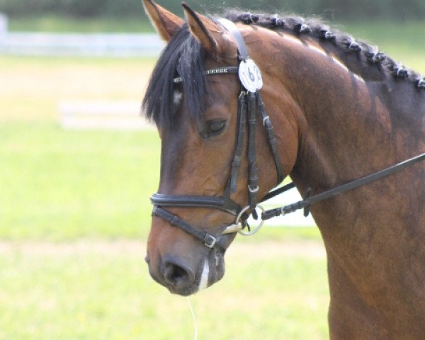 dressage horse Fantastic Farouche (Oldenburg, 2006, from Farouche)