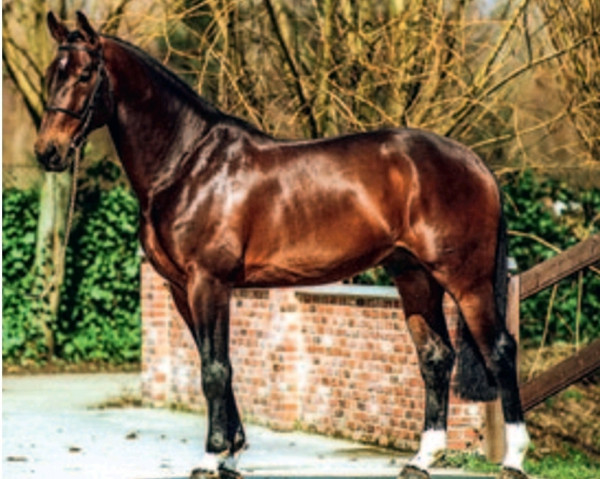 stallion Kannan (Dutch Warmblood, 1992, from Voltaire)
