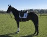 dressage horse Londontimes Lilly (Hanoverian, 2017, from Londontime)