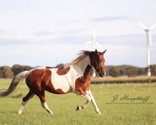 Pferd Hotspot Lollipop (Pinto/Hunter, 2006, von Doc Holiday)