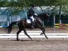 Zuchtstute Uni's Black Pearl (Trakehner, 2009, von Kronprinz)