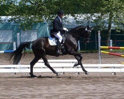 Zuchtstute Uni's Black Pearl (Trakehner, 2009, von Kronprinz)