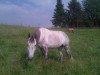 dressage horse Gucci (Rhinelander, 2004, from Goethe)