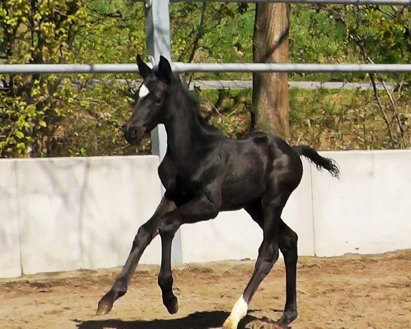 dressage horse Forza (Oldenburg, 2022, from Fortunate)