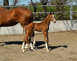 dressage horse HF v. Foundation (Oldenburg, 2022, from Foundation 2)