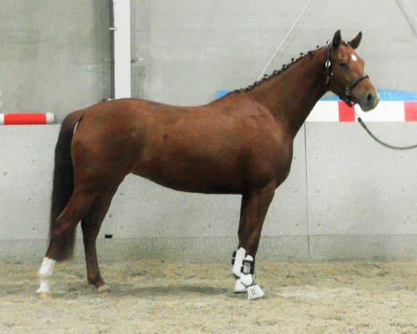 broodmare Vitara (Hanoverian, 2018, from Vivaldi)