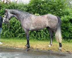 jumper Hardy S (Oldenburg show jumper, 2017, from Hickstead White)