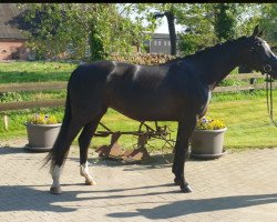 jumper Pinacolada 28 (Hanoverian, 2016, from Perigueux)