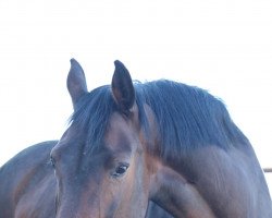 broodmare De van de Legolas (Holsteiner, 2011, from Legolas)