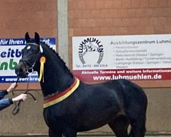 stallion For Rasputin (German Warmblood, 2018, from For Romance I)