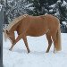 dressage horse Pretty Little Paula (German Riding Pony, 2014, from Donatelli)