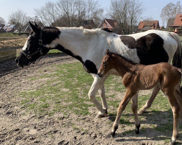 dressage horse Buonarroti (Westphalian, 2022, from Callaho's Benicio)