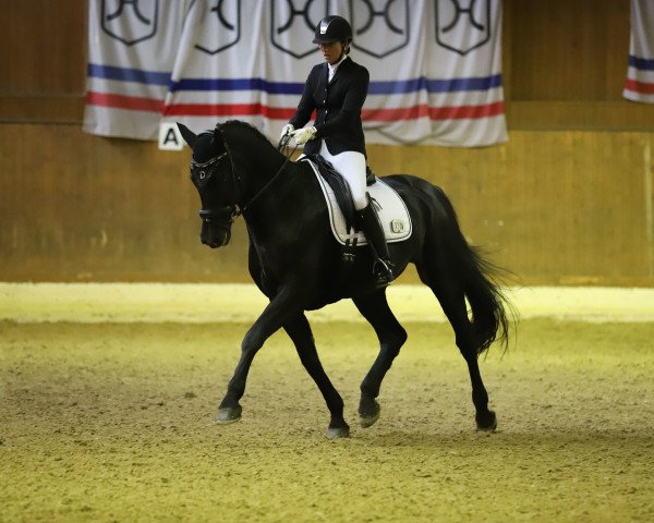 dressage horse Dumbledore S (Holsteiner, 2012, from Dolany)