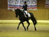 dressage horse Dumbledore S (Holsteiner, 2012, from Dolany)