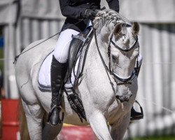 horse Cantinero IV (Spanish Sport Horse, 2005, from Unbekannt PRE)