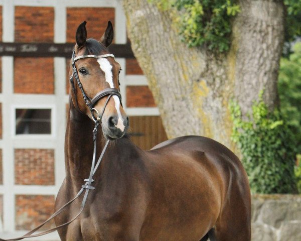 dressage horse Bellinis Cappuci (Westphalian, 2015, from Balous Bellini)