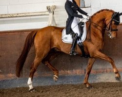 dressage horse Quadriga's Sezu (Oldenburger, 2013, from Sezuan)