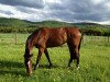 broodmare Quinara 16 (Holsteiner, 2004, from Quinar)