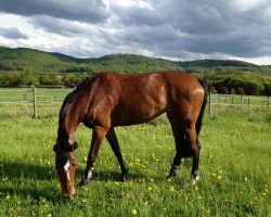 broodmare Quinara 16 (Holsteiner, 2004, from Quinar)