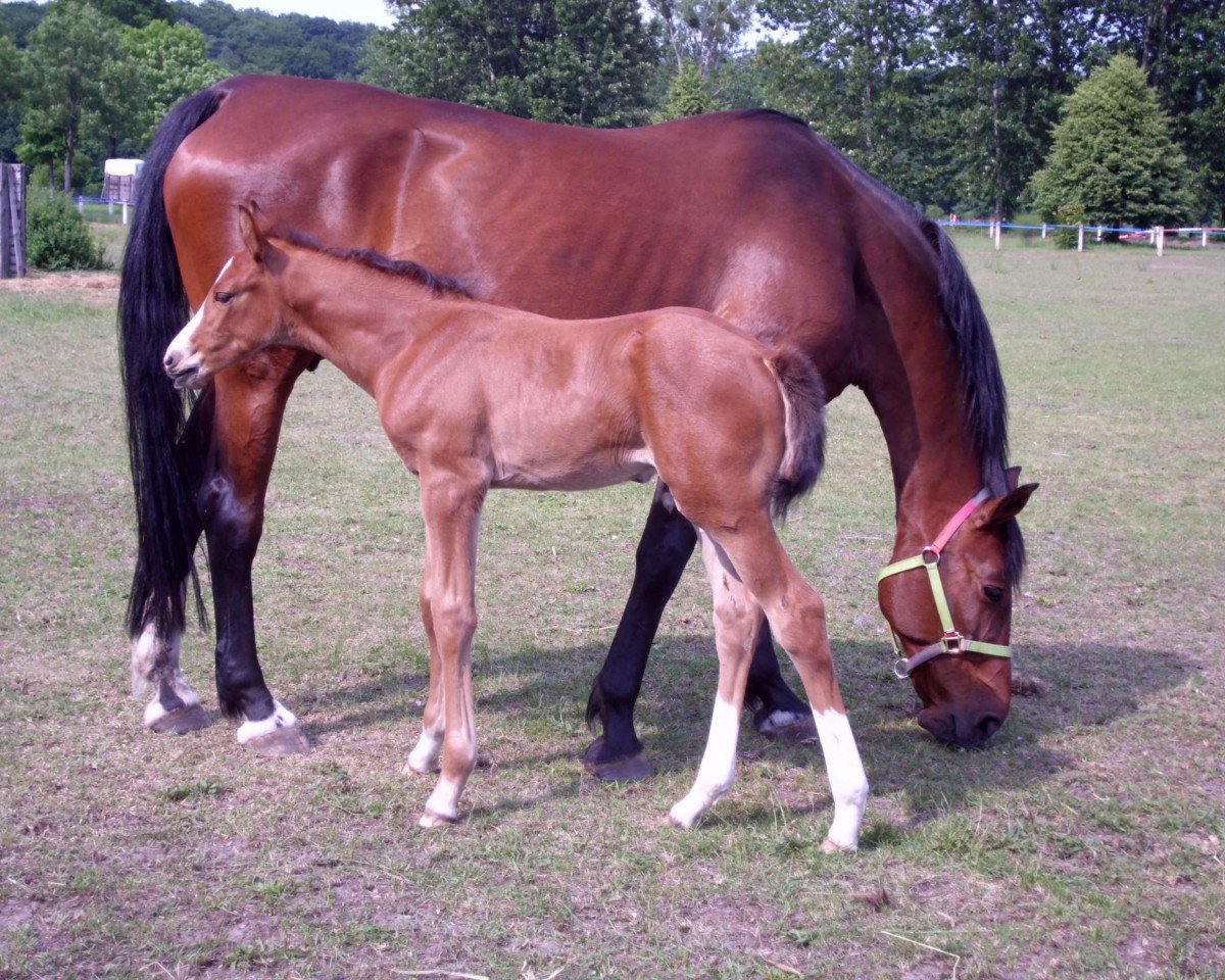 broodmare C.Baronesse (Westphalian, 1996, from Cordial Medoc)