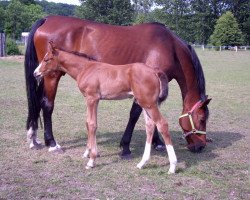 broodmare C.Baronesse (Westphalian, 1996, from Cordial Medoc)