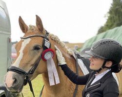 broodmare Delia 134 (Edelbluthaflinger, 2015, from Neid I (9,375% ox))