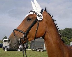 Pferd Jack Sparrow K (Polnisches Warmblut, 2005)