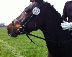 dressage horse Victoria 92 (Deutsches Reitpony, 2008, from Van Heinrich)