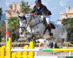 jumper Siec Castillo (Holsteiner, 2005, from Cardino)