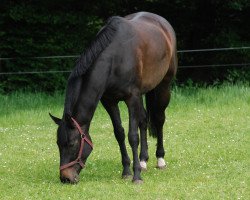 Zuchtstute Felina (Westfale, 2002, von Fidermark)